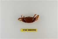 藏品(擬屠氏管招潮蟹)的圖片